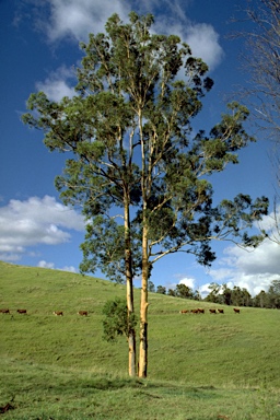 APII jpeg image of Eucalyptus propinqua  © contact APII