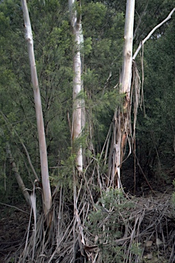 APII jpeg image of Eucalyptus smithii  © contact APII