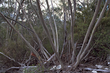 APII jpeg image of Eucalyptus saxatilis  © contact APII