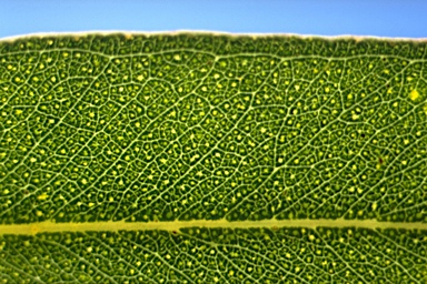 APII jpeg image of Eucalyptus viminalis subsp. hentyensis  © contact APII