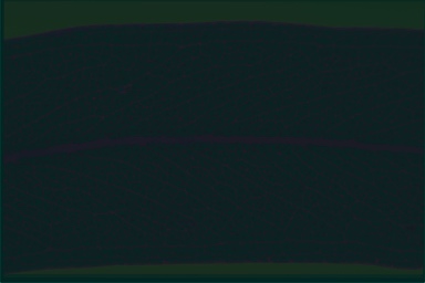 APII jpeg image of Eucalyptus mannifera subsp. gullickii  © contact APII