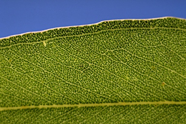 APII jpeg image of Eucalyptus crebra  © contact APII