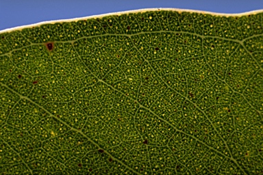 APII jpeg image of Eucalyptus malacoxylon  © contact APII