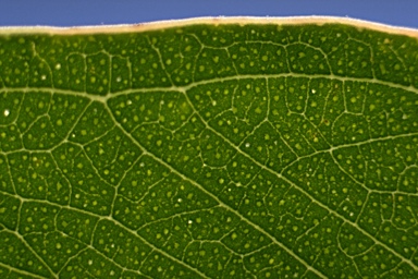 APII jpeg image of Eucalyptus luehmanniana  © contact APII