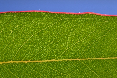 APII jpeg image of Eucalyptus cinerea subsp. cinerea  © contact APII