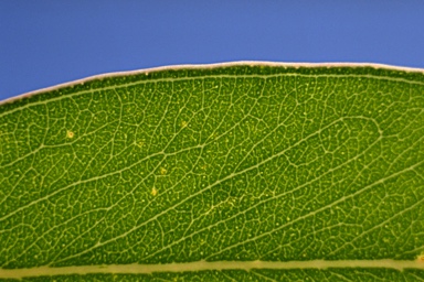 APII jpeg image of Eucalyptus sideroxylon  © contact APII