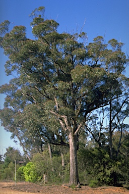 APII jpeg image of Eucalyptus blaxlandii  © contact APII