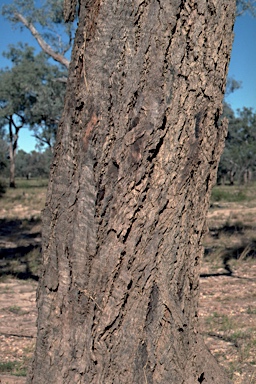APII jpeg image of Eucalyptus coolabah  © contact APII