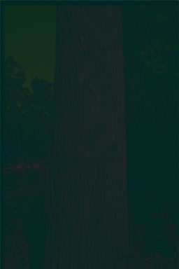 APII jpeg image of Eucalyptus pyrocarpa  © contact APII