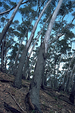 APII jpeg image of Eucalyptus stenostoma  © contact APII