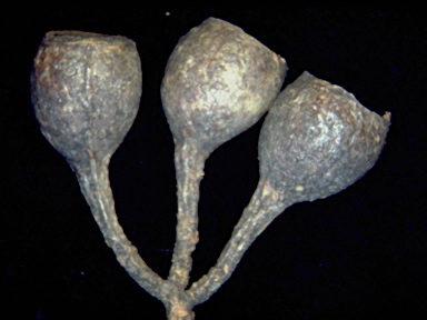 APII jpeg image of Eucalyptus tricarpa  © contact APII