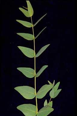APII jpeg image of Eucalyptus leucoxylon subsp. stephaniae  © contact APII