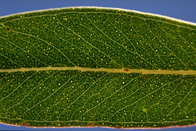 APII jpeg image of Eucalyptus pumila  © contact APII