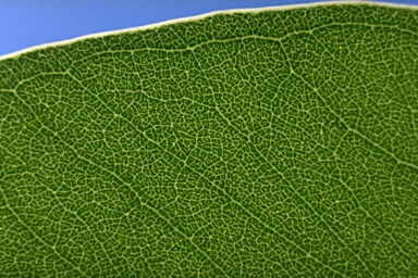 APII jpeg image of Eucalyptus polyanthemos subsp. polyanthemos  © contact APII