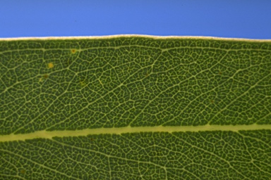 APII jpeg image of Eucalyptus canobolensis  © contact APII