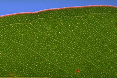 APII jpeg image of Eucalyptus macrorhyncha subsp. cannonii  © contact APII