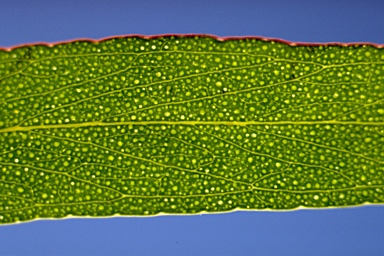 APII jpeg image of Eucalyptus radiata subsp. radiata  © contact APII