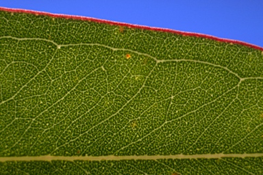 APII jpeg image of Eucalyptus leucoxylon subsp. megalocarpa  © contact APII