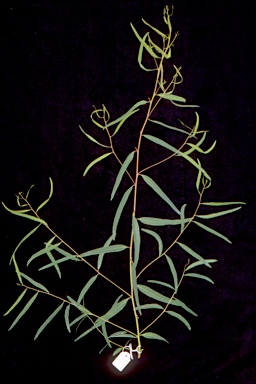 APII jpeg image of Eucalyptus seeana  © contact APII