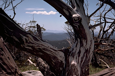 APII jpeg image of Eucalyptus pauciflora subsp. niphophila  © contact APII