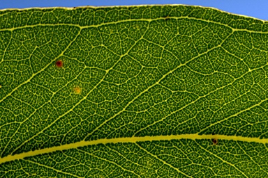 APII jpeg image of Eucalyptus psammitica  © contact APII