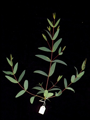 APII jpeg image of Eucalyptus moorei subsp. moorei  © contact APII