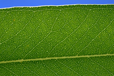 APII jpeg image of Eucalyptus dorrigoensis  © contact APII