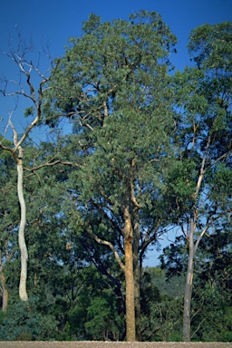 APII jpeg image of Corymbia eximia  © contact APII