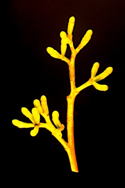 APII jpeg image of Eucalyptus ophitica  © contact APII