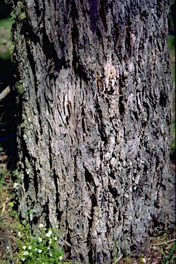 APII jpeg image of Eucalyptus smithii  © contact APII