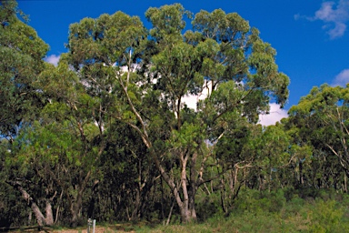 APII jpeg image of Eucalyptus volcanica  © contact APII