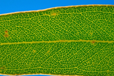 APII jpeg image of Eucalyptus flindersii  © contact APII