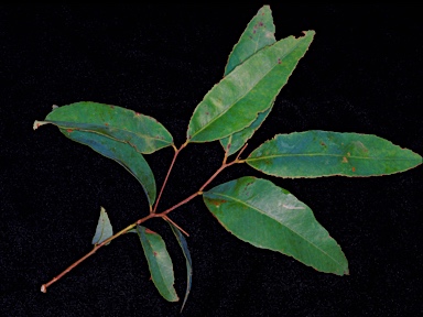 APII jpeg image of Eucalyptus paniculata  © contact APII