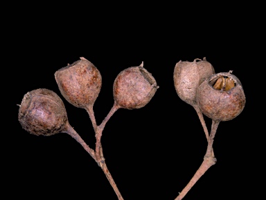 APII jpeg image of Angophora bakeri subsp. bakeri  © contact APII