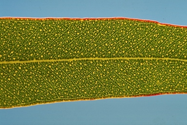 APII jpeg image of Eucalyptus albida  © contact APII