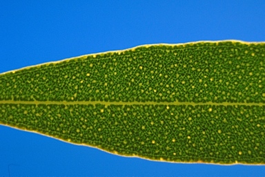 APII jpeg image of Eucalyptus foecunda  © contact APII