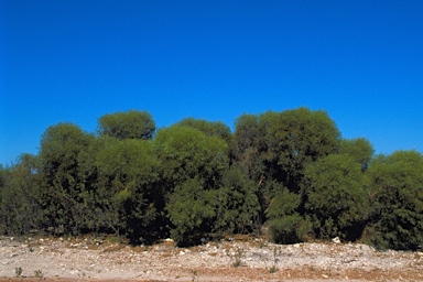 APII jpeg image of Eucalyptus foecunda  © contact APII