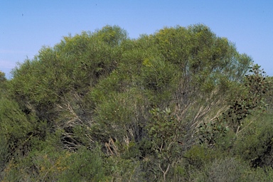 APII jpeg image of Eucalyptus angustissima  © contact APII