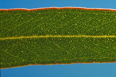 APII jpeg image of Eucalyptus astringens subsp. astringens  © contact APII