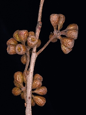 APII jpeg image of Eucalyptus arachnaea subsp. arachnaea  © contact APII