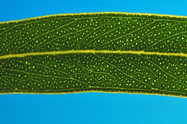 APII jpeg image of Eucalyptus blaxellii  © contact APII