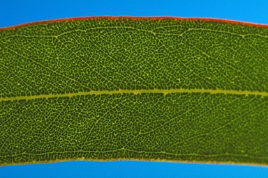 APII jpeg image of Eucalyptus brockwayi  © contact APII