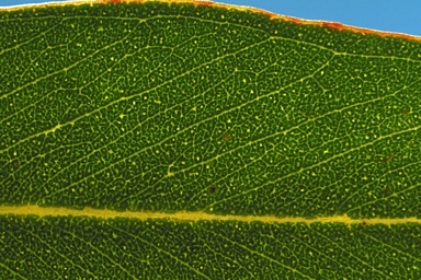 APII jpeg image of Eucalyptus burdettiana  © contact APII