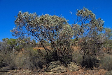 APII jpeg image of Eucalyptus caesia  © contact APII