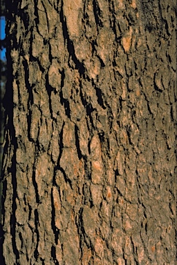 APII jpeg image of Corymbia calophylla  © contact APII