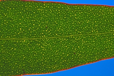 APII jpeg image of Eucalyptus calycogona subsp. spaffordii  © contact APII