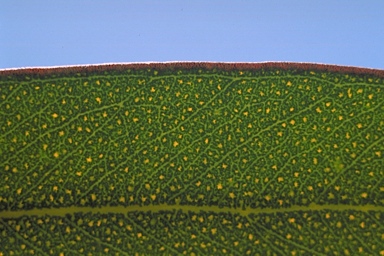 APII jpeg image of Eucalyptus campaspe  © contact APII