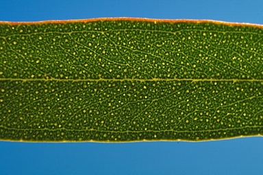 APII jpeg image of Eucalyptus celastroides subsp. virella  © contact APII