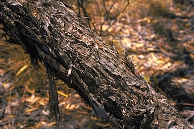 APII jpeg image of Eucalyptus ceratocorys  © contact APII