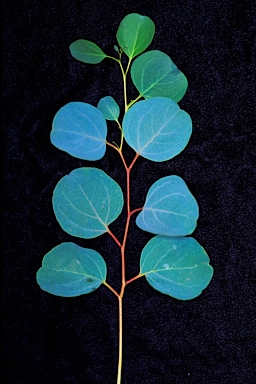 APII jpeg image of Eucalyptus cladocalyx  © contact APII